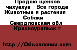 Продаю щенков чихуахуа - Все города Животные и растения » Собаки   . Свердловская обл.,Красноуральск г.